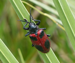 Coraliomela quadrimaculata