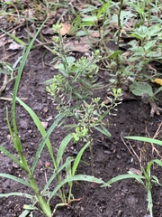 Lepidium ruderale