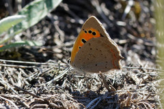Lycaena phlaeas