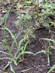 Lepidium ruderale