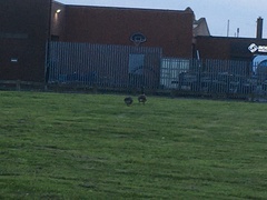 Branta canadensis