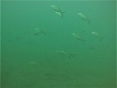Caranx caballus