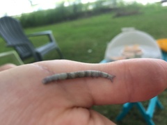 Parallelia bistriaris