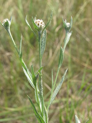 Centaurea jacea substituta
