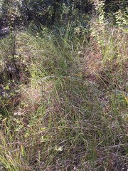 Carex barbarae