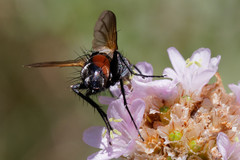 Eriothrix rufomaculata