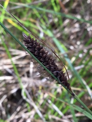 Carex barbarae
