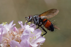 Eriothrix rufomaculata
