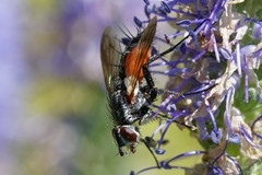 Eriothrix rufomaculata