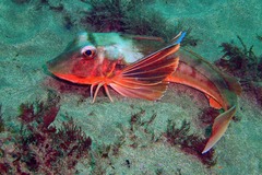 Chelidonichthys lucerna
