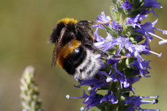 Bombus