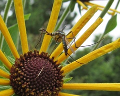 Toxorhynchites rutilus septentrionalis