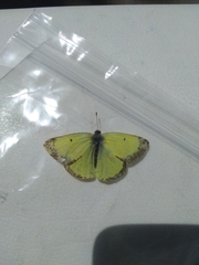 Colias philodice eriphyle