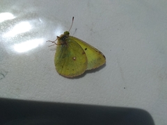 Colias philodice eriphyle