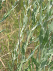 Centaurea jacea substituta