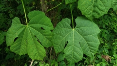 Cnidoscolus tubulosus