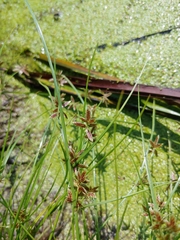 Cyperus bipartitus