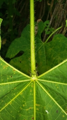 Cnidoscolus tubulosus