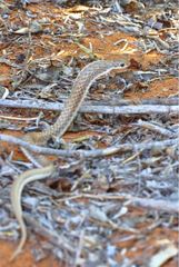 Leioheterodon geayi