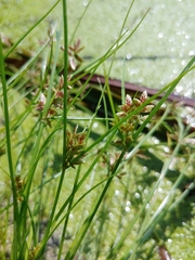 Cyperus bipartitus