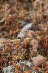 Macronemurus appendiculatus