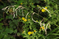 Lolium giganteum