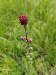 Liatris ligulistylis