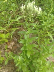 Eupatorium subvenosum