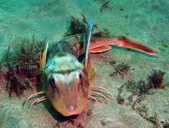 Chelidonichthys lucerna