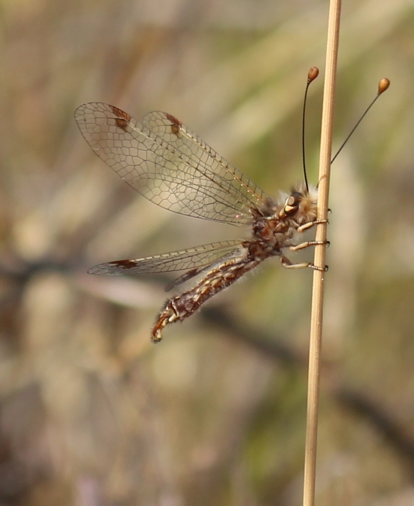 Deleproctophylla dusmeti