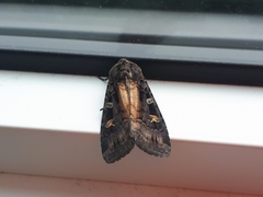 Actebia fennica