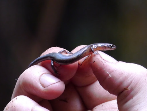 African Five-toed Skink