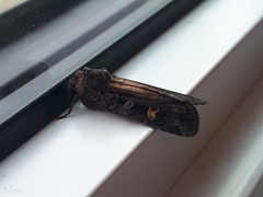 Actebia fennica
