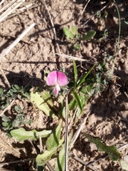 Ononis spinosa procurrens