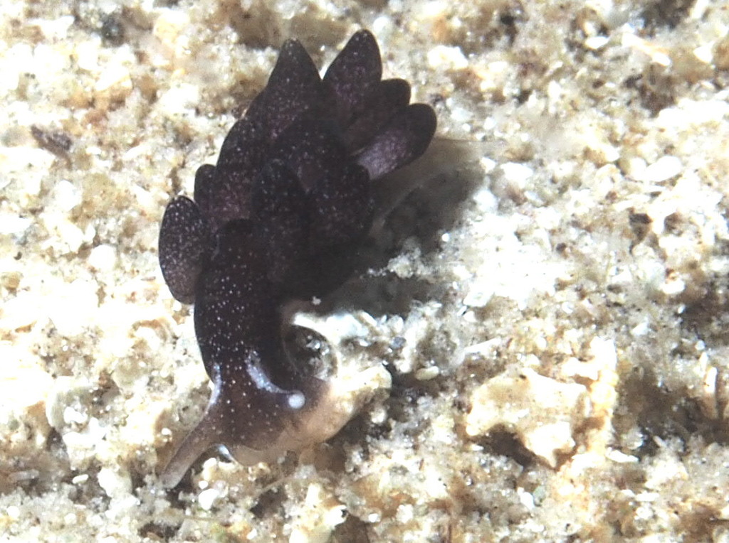 Calliopaea bellula