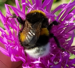 Bombus soroeensis