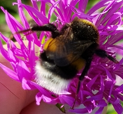 Bombus soroeensis