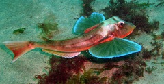 Chelidonichthys lucerna