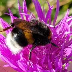Bombus soroeensis