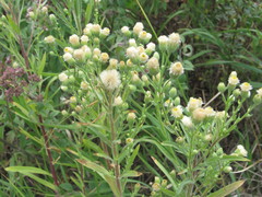 Erigeron acris podolicus