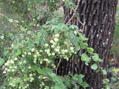 Berberis swaseyi