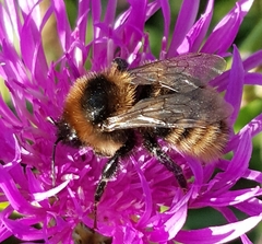Bombus subterraneus