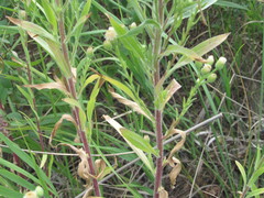 Erigeron acris podolicus