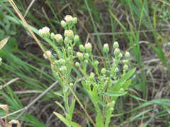 Erigeron acris podolicus