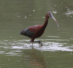 Plegadis chihi × Plegadis falcinellus