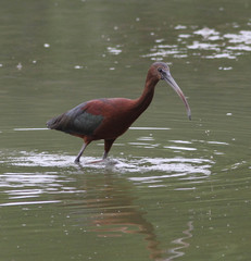 Plegadis chihi × Plegadis falcinellus