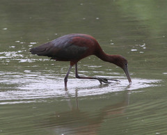 Plegadis chihi × Plegadis falcinellus