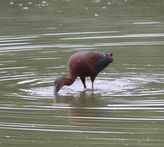Plegadis chihi × Plegadis falcinellus