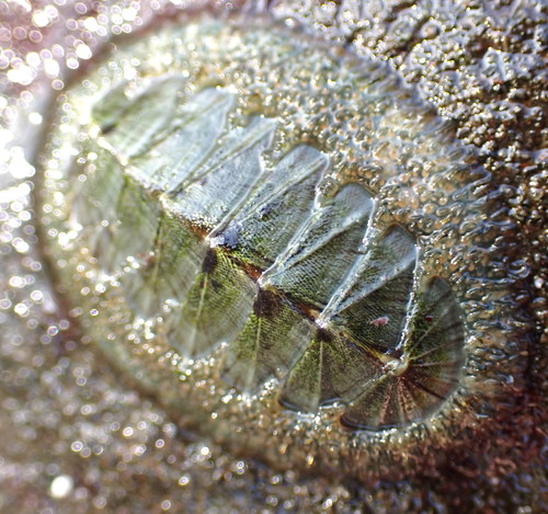 Woody Chiton