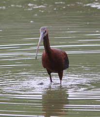 Plegadis chihi × Plegadis falcinellus